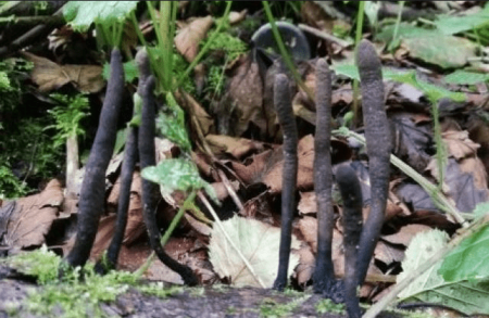 На Рахівщині вчені знайшли рідкісні гриби - "пальці мерця" (фото)