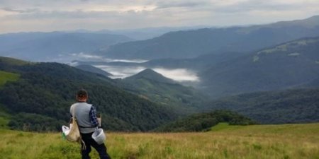 На полонині Апецькій тимчасово призупинили збір яфин