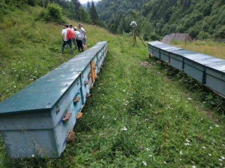 У Брустурянському лісомисливгоспі лісівники встановили електронну огорожу від ведмедів (фото)