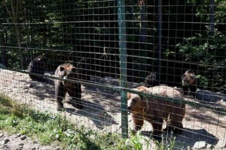 Два ведмедики будуть відновлювати своє здоров'я на Міжгірщині