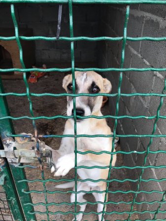 На території КП "Еко-Берегово" утримують безпритульних собак (фото)