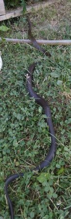 В Ужгороді знайшли змію, розміром з людину