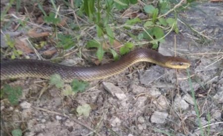 В Ужгороді знайшли змію, розміром з людину