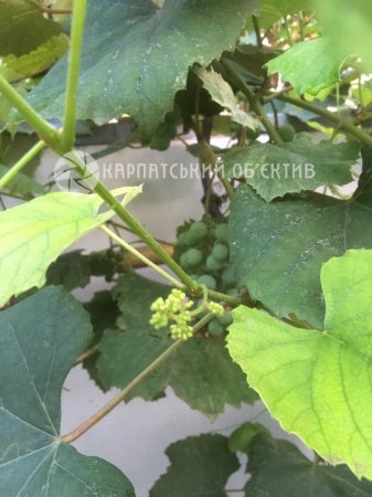 Природні аномалії: в Мукачеві вдруге цвіте калина і виноград (фото)