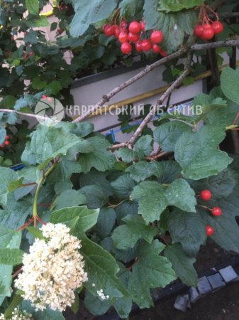 Природні аномалії: в Мукачеві вдруге цвіте калина і виноград (фото)