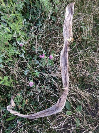 В Ужгороді знайшли шкіру 1,5 метрової змії (фото)
