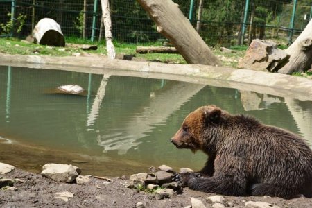 На Закарпатті ведмедів готують до зимової сплячки