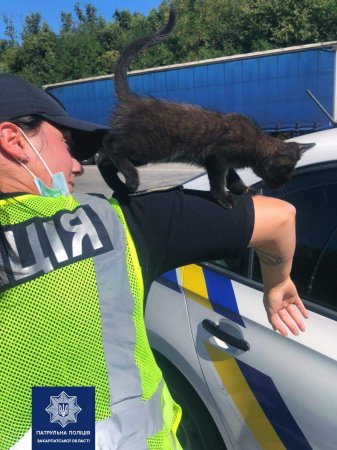 Ужгородські патрульні допомогли маленькому кошеняті, яке блукало дорогою