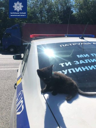 Ужгородські патрульні допомогли маленькому кошеняті, яке блукало дорогою