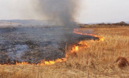 У 2020-му на Закарпатті вогонь 70 разів перекидався на лісові масиви