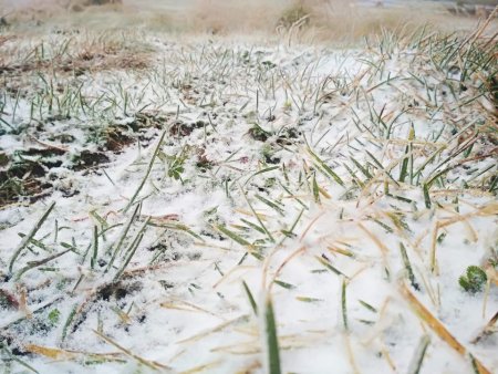 На Рахівщині випав перший сніг (ФОТО)