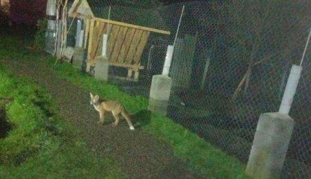 До однієї з садиб Дубового завітала лисиця (фото)
