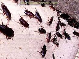 Люди у шоці: величезні таргани атакують багатоповерхівки (відео)