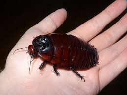 Відреагували на прохання: на Підгорянській у Мукачеві труїли тарганів (відео)