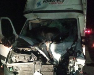 Моторошна ДТП: лось врізався в авто та убив пасажира (ФОТО)