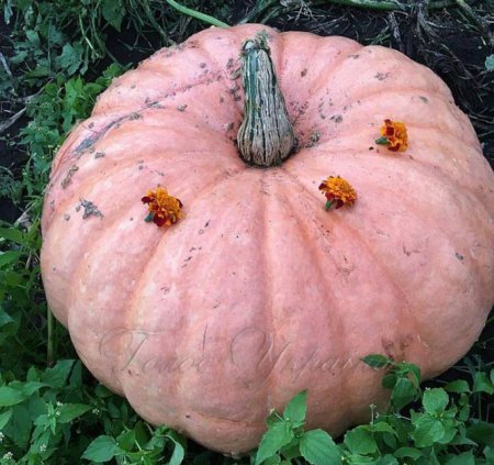 У Сарнах виріс гарбуз-гігант: окружність понад два метри
