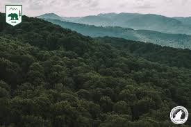 На території Карпатського заповідника поряд з природніми лісами і пралісами зростають штучні