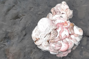 В Хусті нелюди викинули в річку свинячі нутрощі (+ФОТО)