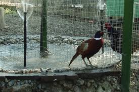 Оригінальний зоокуток з’явився у селищі Буштино Тячівського району (відео)