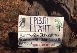 На Перечинщині росте унікальна сосна Веймутова "Грізлі гігант" (відео)