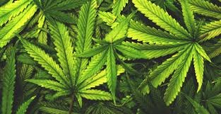 Поліція Закарпаття виявила та припинила роботу цілої мережі збуту наркотиків та психотропів (відео)