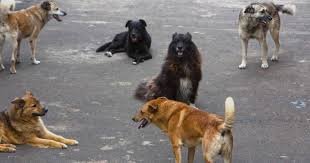 Вулиці Сваляви заполонили зграї агресивних собак (відео)