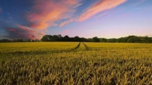 Місцеві ради не мають всіх повноважень контролювати землі громад