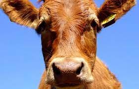 На Закарпатті шириться сказ худоби (ВІДЕО)