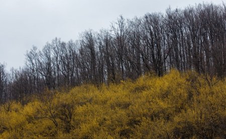 На Закарпатті цвіте найстаріша в Україні плантація кизилу
