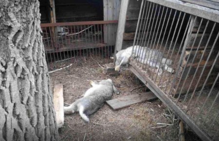 На Закарпатті орудує невідома тварина, яка знищує свійські тварини (відео)