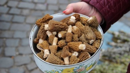 В Ужгороді вже можна купити перші весняні гриби (фото)