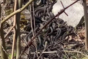 Не для слабких духом: шукаючи гриби, жінка натрапила на ціле зміїне кубло (ВІДЕО)