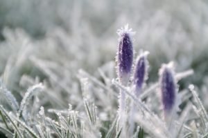 Через заморозки на Закарпатті оголосили помаранчевий рівень небезпеки
