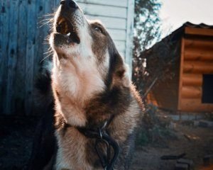 Собаки загризли чоловіка на смерть — подробиці