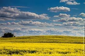 Боротьба за ділянку. Продовження історії