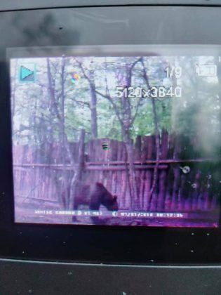 На Прикарпатті агресивні голодні ведмеді роздерли худобу та знищили більше десятка вуликів (ФОТО, ВІДЕО)