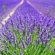 8 гектарів лавандового цвіту вкривають гору в Перечині