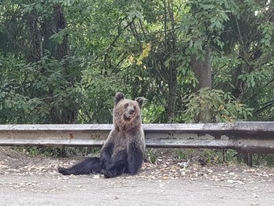 Сім’я буковинців зустріла 6 ведмедів на гірській трасі