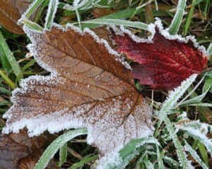 На Україну насуваються перші заморозки, - Укргідрометцентр