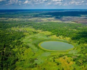 У Чорнобильську зону повертаються великі хижаки. Кадри з фотопасток (ВІДЕО)