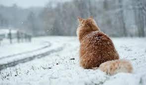 Синоптики попереджають закарпатців про мокрий сніг