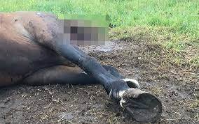 На Рахівщині вантажівка на смерть збила коня