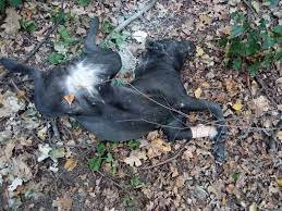 Розгнівані ужгородці шукають вбивцю собак: розкидує пакети з щурячою отрутою по подвір'ях (ВІДЕО)