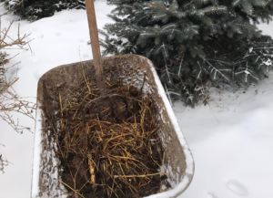 Лісівник родом із Закарпаття прикрасив свої ялинки гноєм (ФОТО)