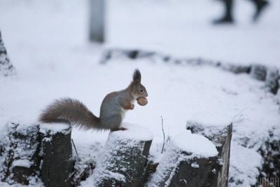 Вдень 3° тепла — 2° морозу: Погода на Закарпатті 30 грудня