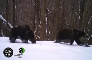 В Карпатах прокинулися ведмеді (ФОТО)