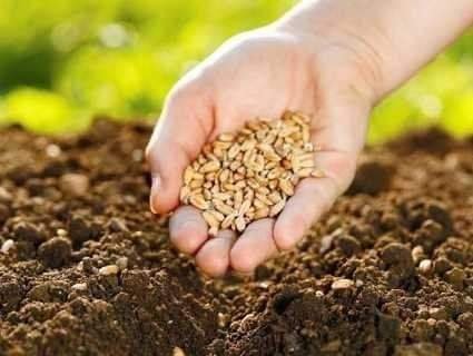 На Закарпатті розпочато посів ярих культур