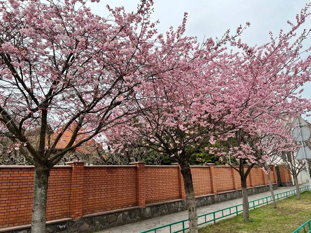 Сакура мукачево фото