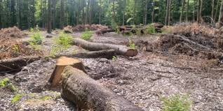 Берегівському лісгоспу видали FSC-сертифікат