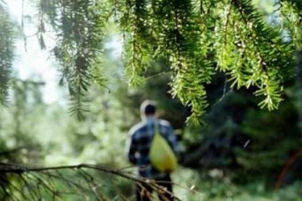 На Рахівщині шукають чоловіка який пішов у ліс по гриби і зник